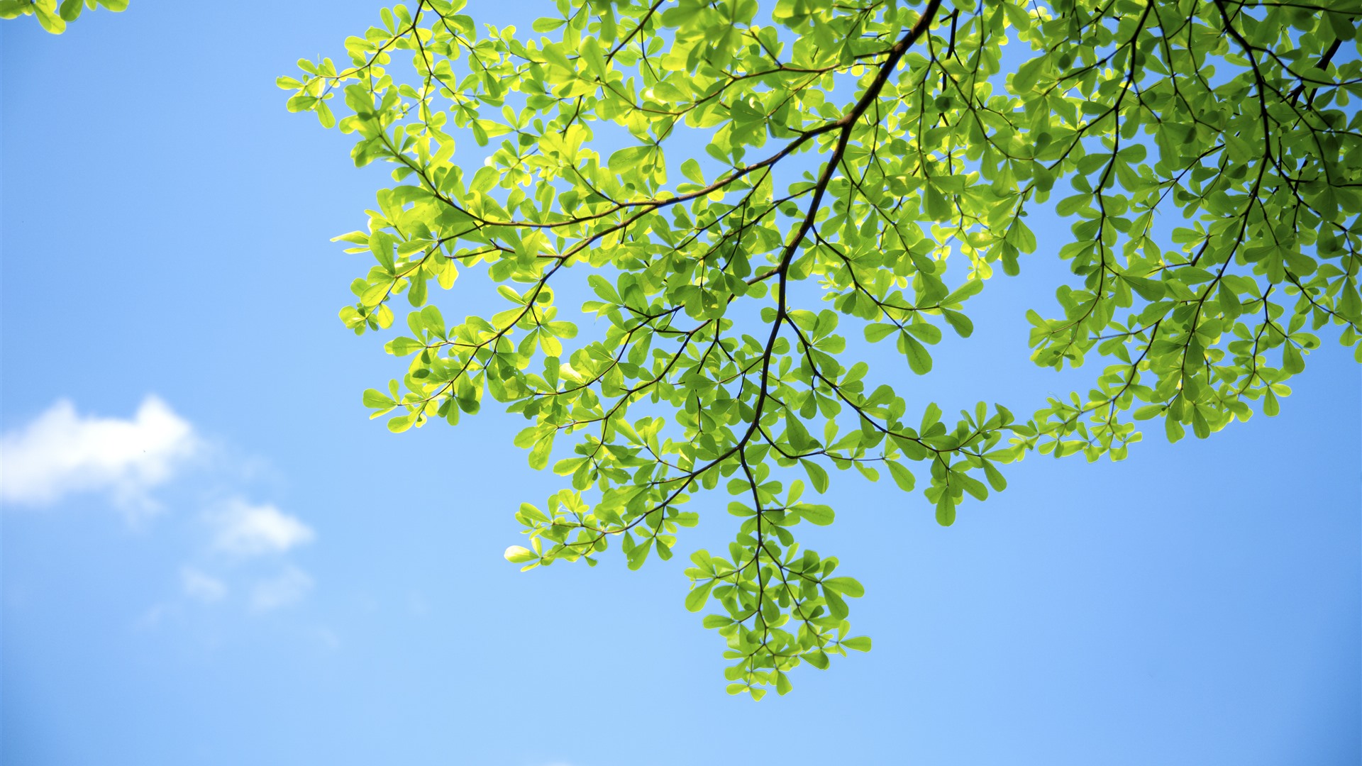 leaves.jpg